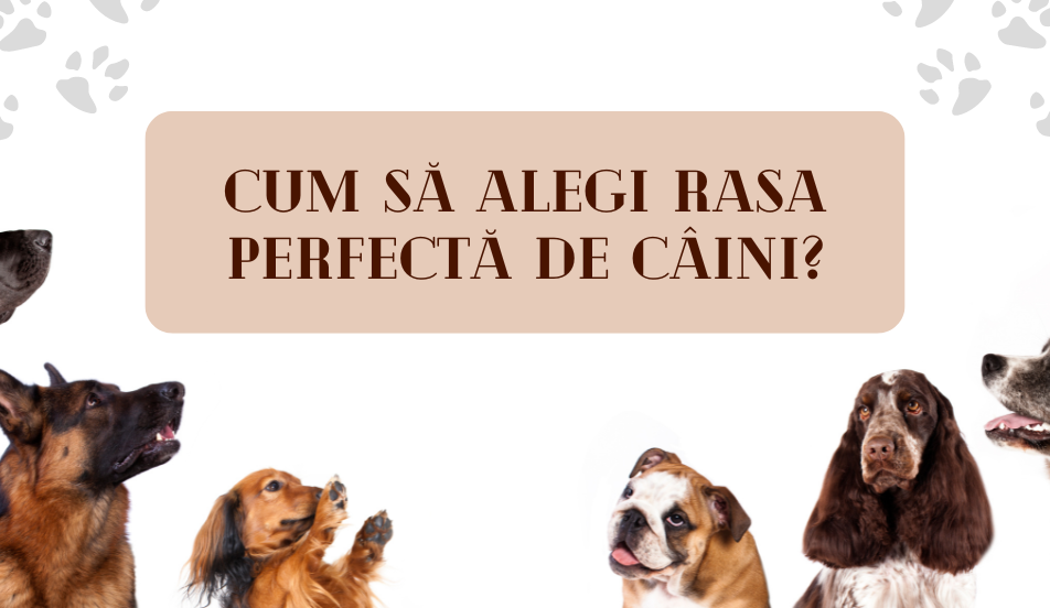 Ghid Complet pentru Alegerea Rasei de Câine Perfecte